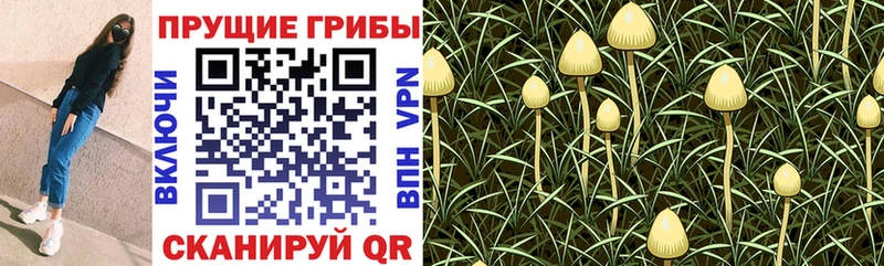 Псилоцибиновые грибы прущие грибы  где купить наркотик  Буй 